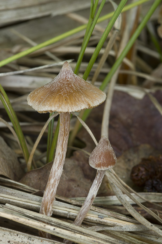 Cortinarius acutus